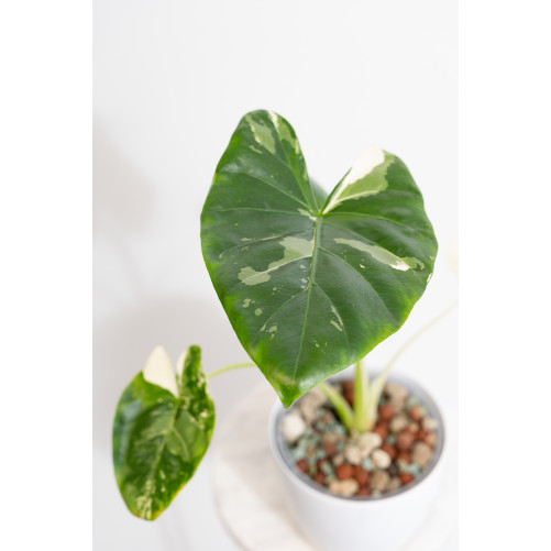 Alokazja macrorrhiza variegata