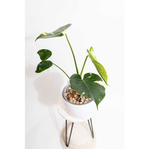 Monstera thai constellation