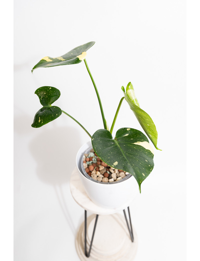 Monstera thai constellation