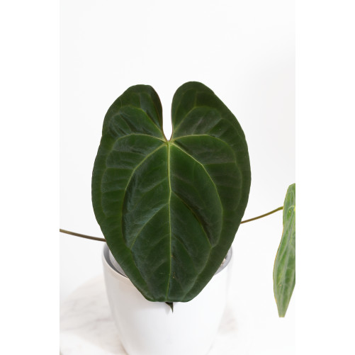 Anthurium papillilaminum
