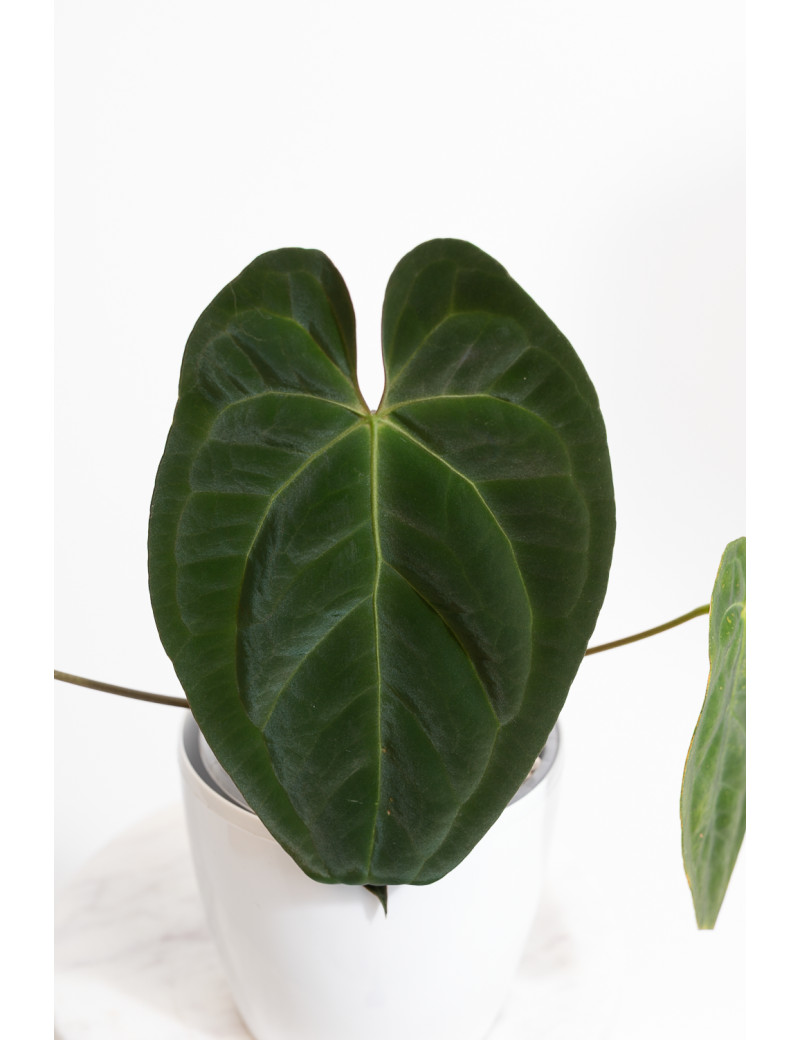 Anthurium papillilaminum