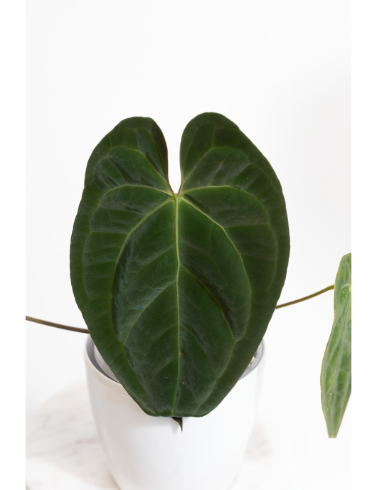 Anthurium papillilaminum