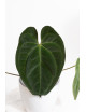 Anthurium papillilaminum