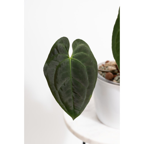 Anthurium papillilaminum