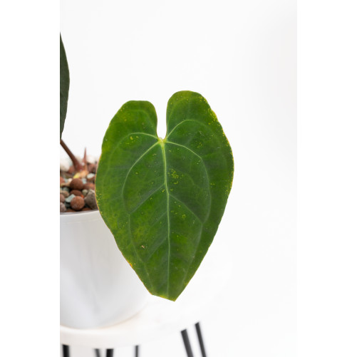 Anthurium papillilaminum