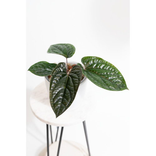 Anthurium radicans x luxurians