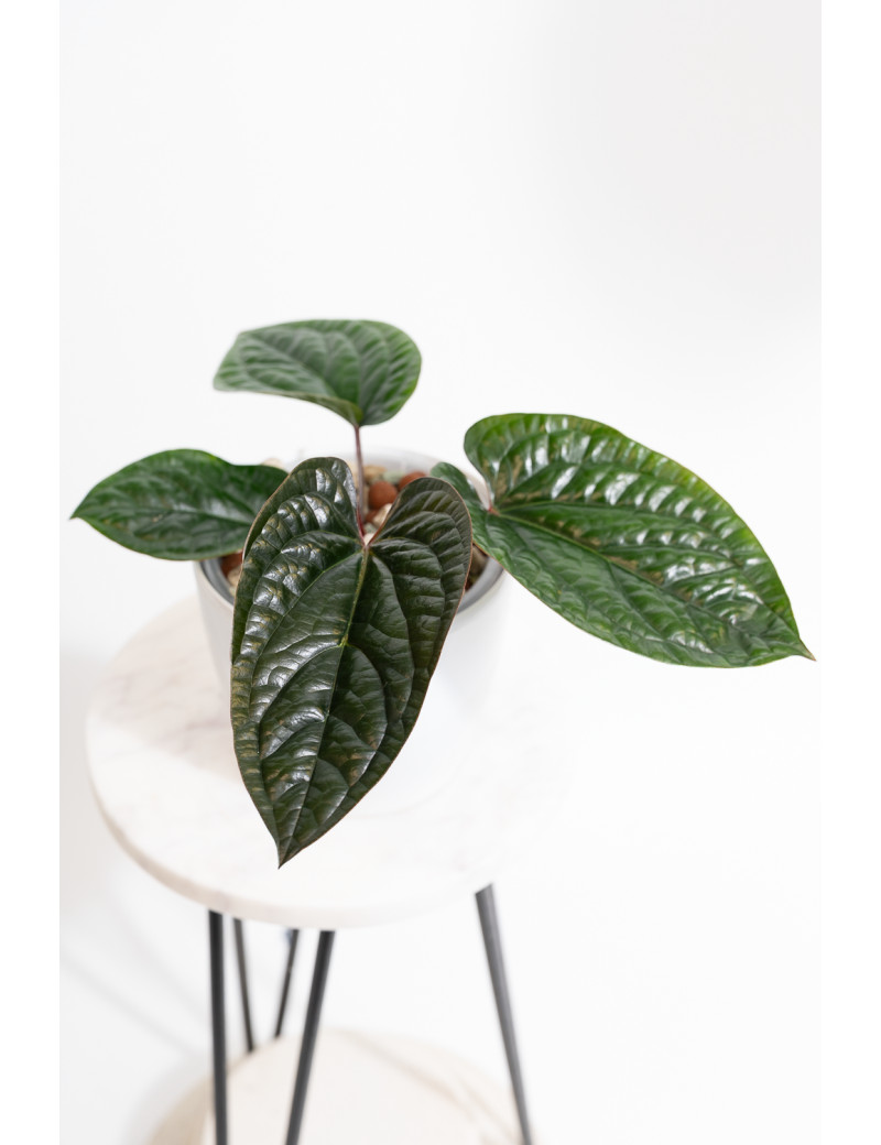 Anthurium radicans x luxurians