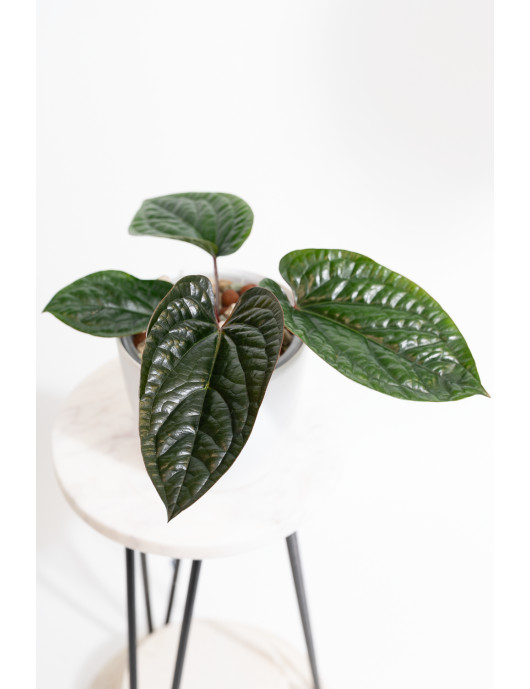 Anthurium radicans x luxurians