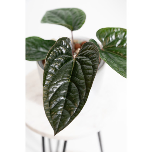 Anthurium radicans x luxurians
