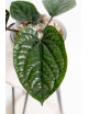 Anthurium radicans x luxurians