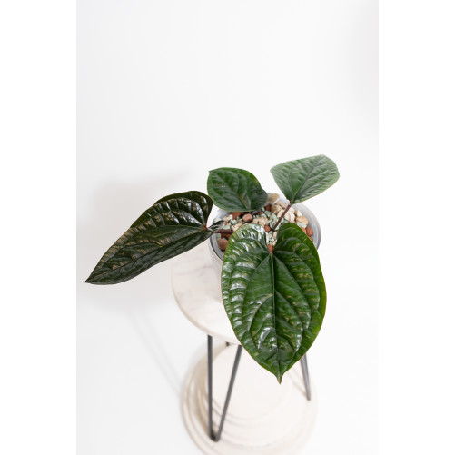 Anthurium radicans x luxurians