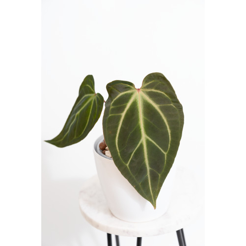 Anthurium besseae aff x...