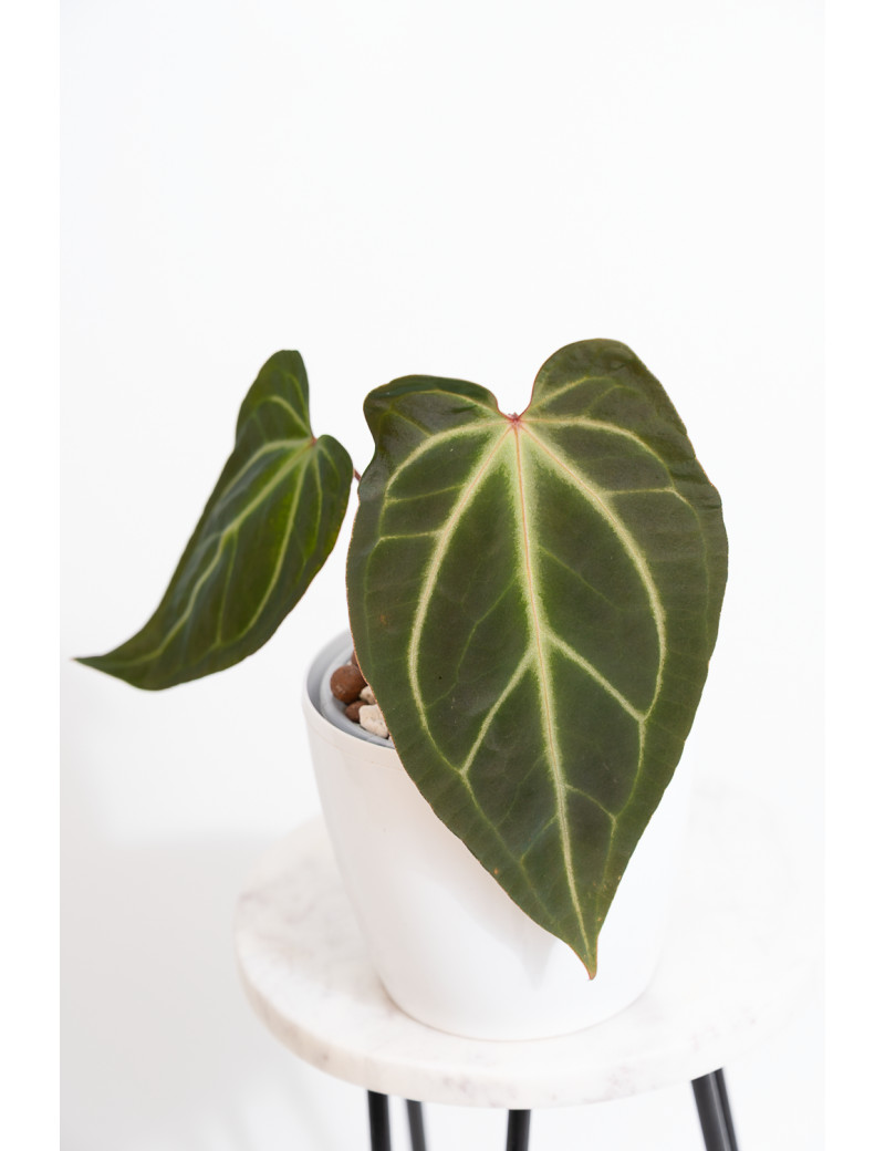 Anthurium besseae aff x magnificum
