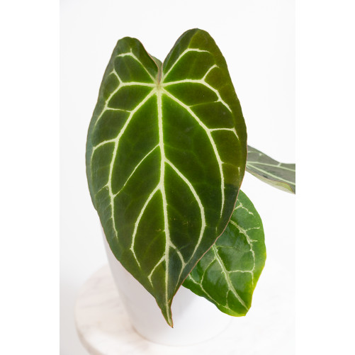 Anthurium crystallinum x