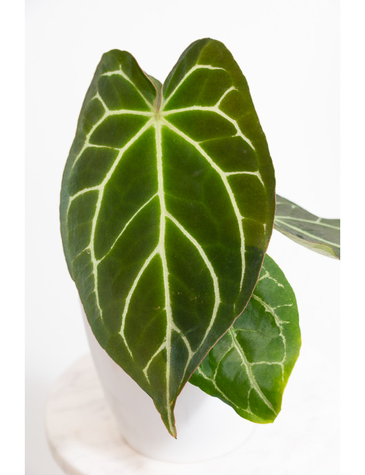 Anthurium crystallinum x