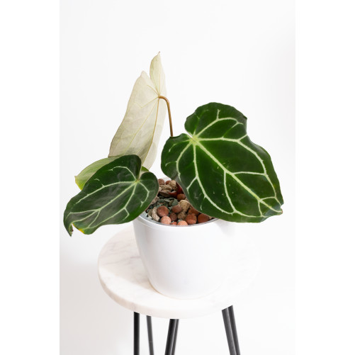 Anthurium crystallinum x