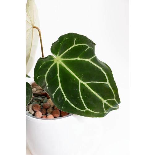 Anthurium crystallinum x