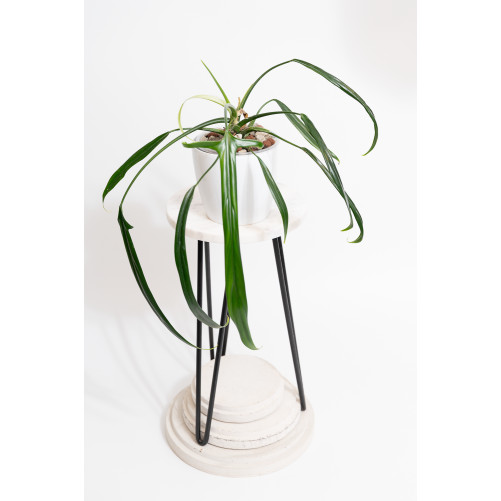 Philodendron paloraense