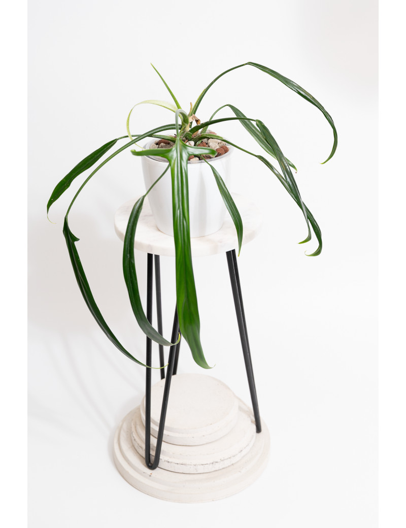 Philodendron paloraense