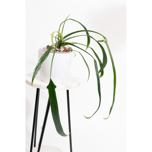 Philodendron paloraense