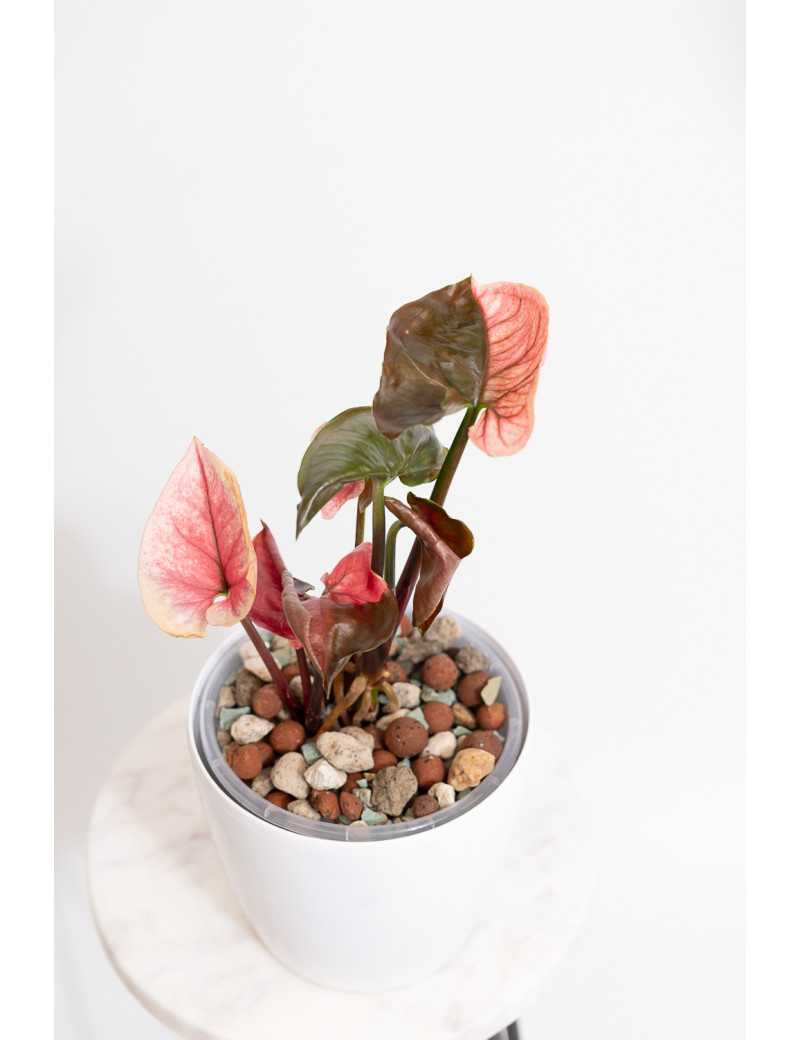 Syngonium strawberry ice galaxy