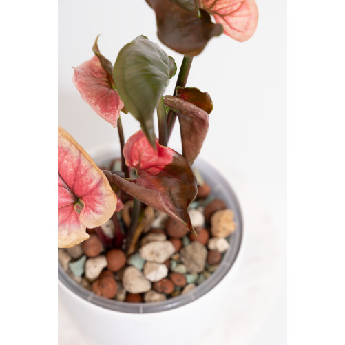 Syngonium strawberry ice galaxy