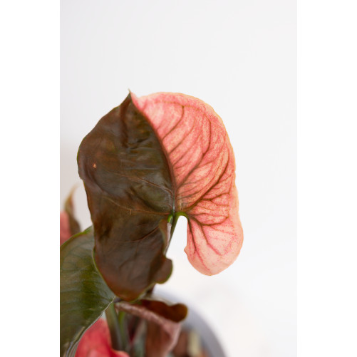 Syngonium strawberry ice galaxy