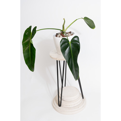 Philodendron esmeralda...