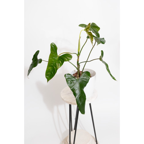 Philodendron pinnatilobum aff