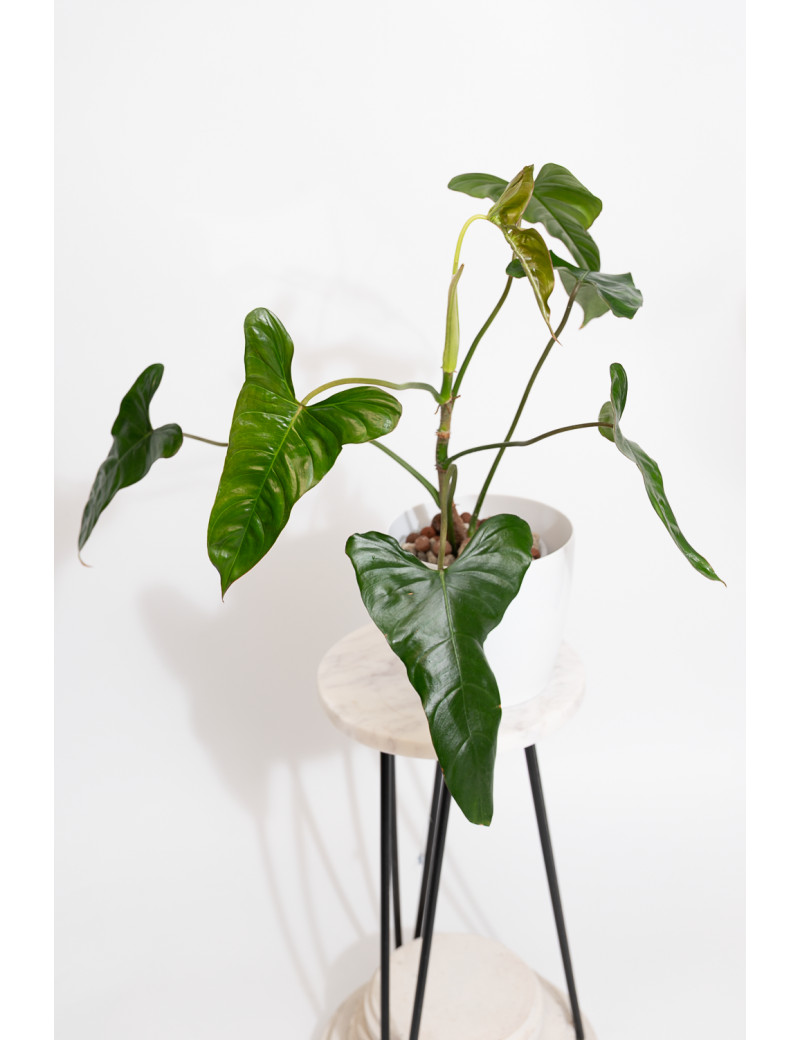 Philodendron pinnatilobum aff