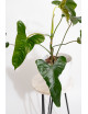 Philodendron pinnatilobum aff