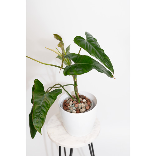 Philodendron pinnatilobum aff
