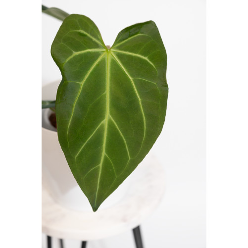 Anthurium magnificum dark form