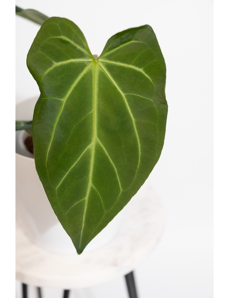 Anthurium magnificum dark form