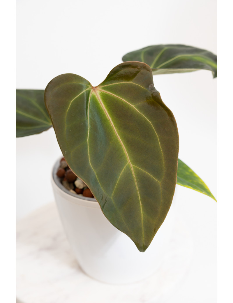 Anthurium indo portilae x KOSx x besseae aff