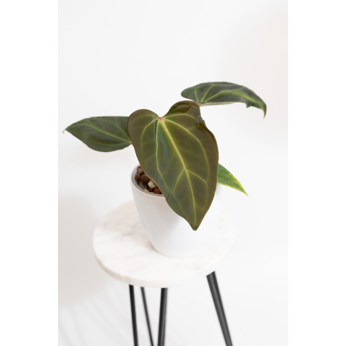 Anthurium indo portilae x KOSx x besseae aff