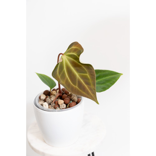 Anthurium (papillilaminum x...