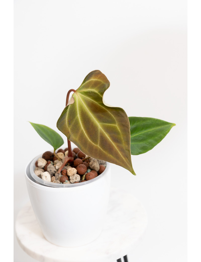 Anthurium (papillilaminum x magnificum) x KOSx x besseae aff