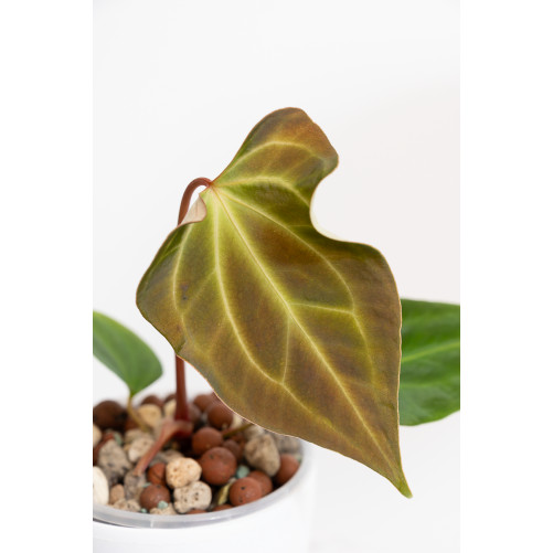 Anthurium (papillilaminum x magnificum) x KOSx x besseae aff