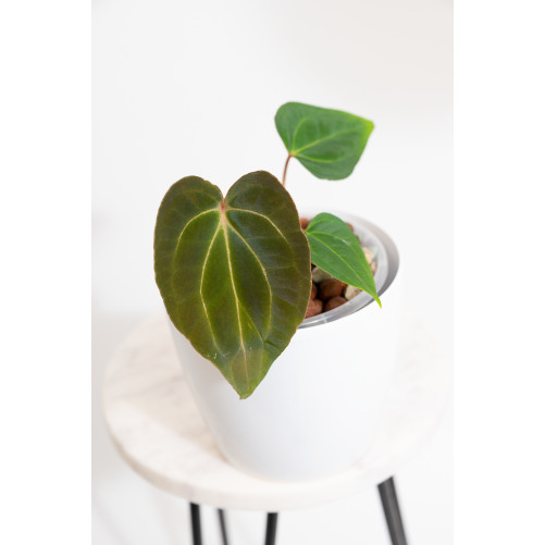 Anthurium magnificum DF x...