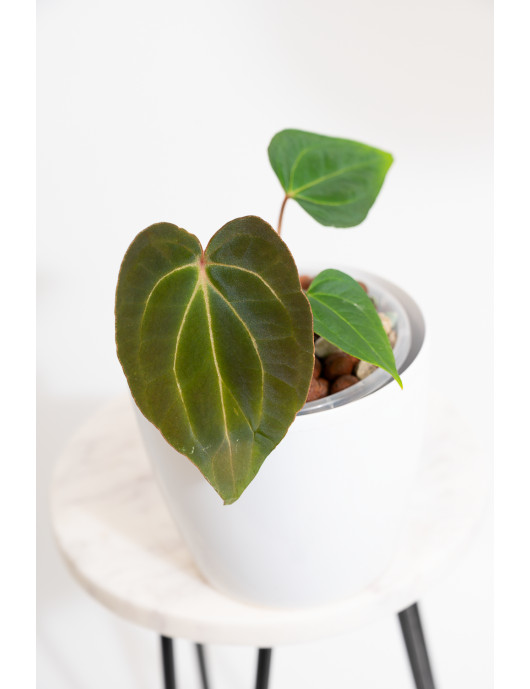Anthurium magnificum DF x forgetii x besseae aff