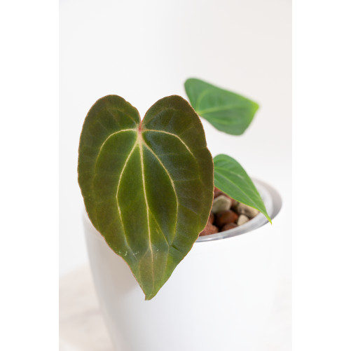 Anthurium magnificum DF x forgetii x besseae aff