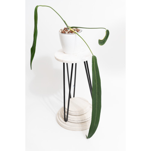 Anthurium pallidiflorum -