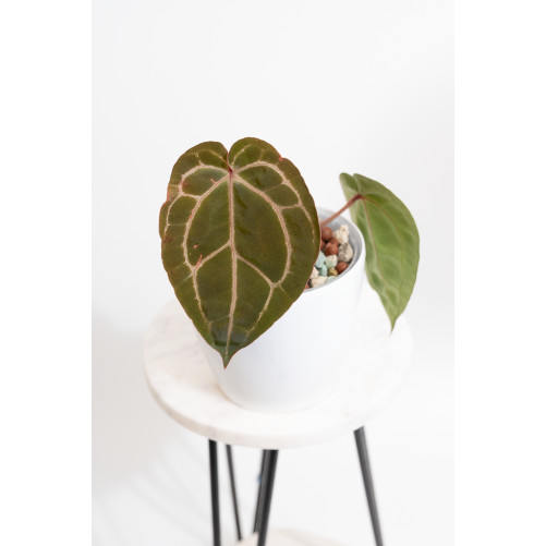 Anthurium (dressleri x...