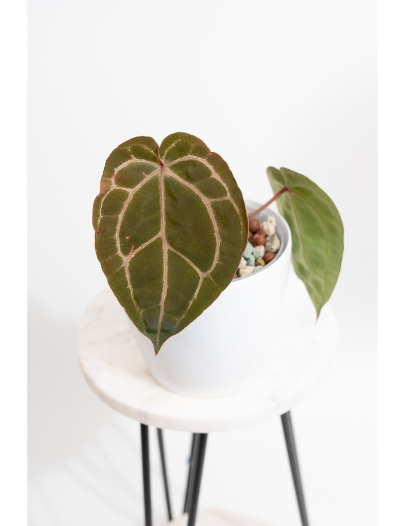 Anthurium (dressleri x crystallinum) x Michelle