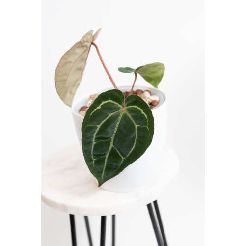 Anthurium (dressleri x crystallinum) x Michelle