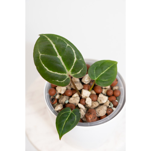 Anthurium crystallinum x...