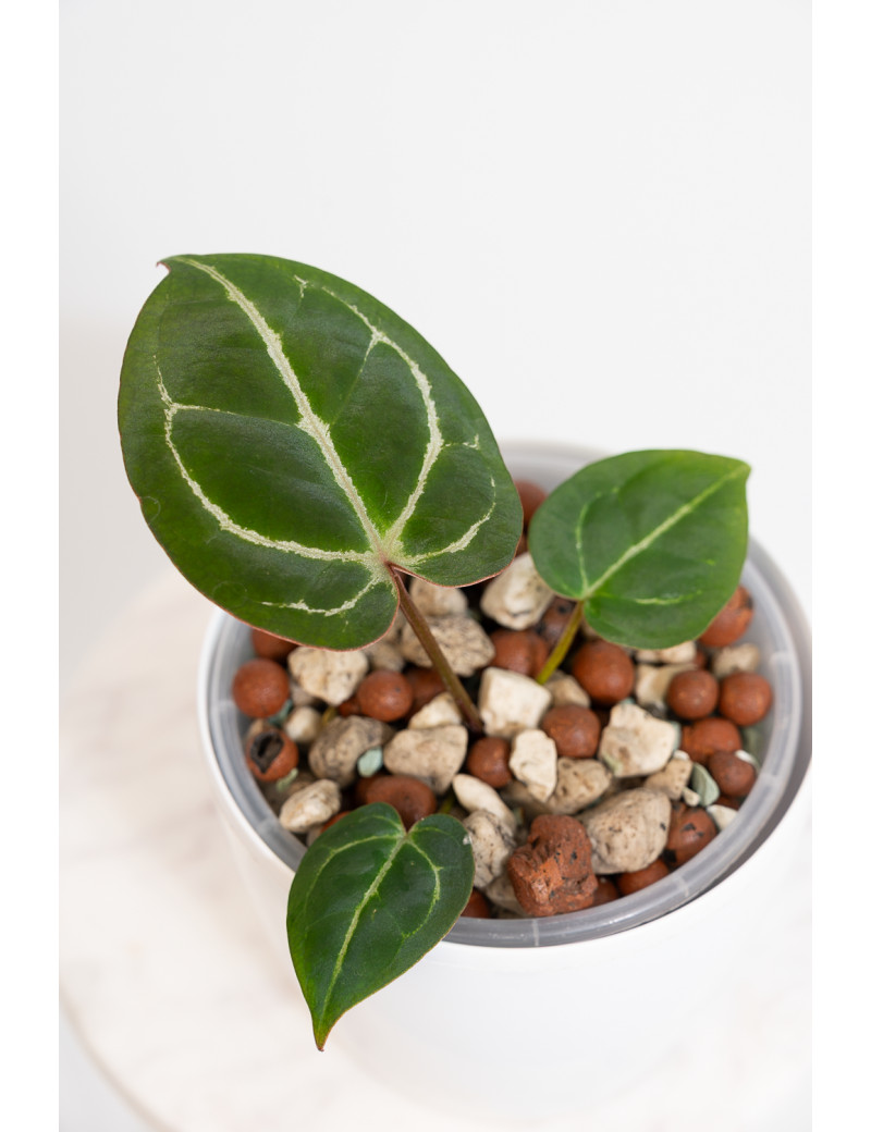 Anthurium crystallinum x Michelle