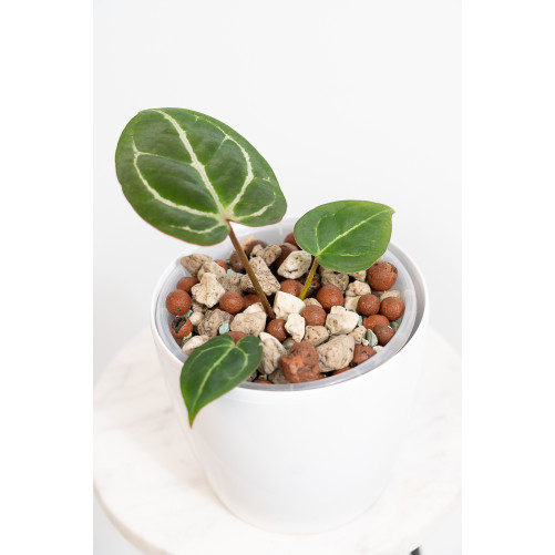 Anthurium crystallinum x Michelle