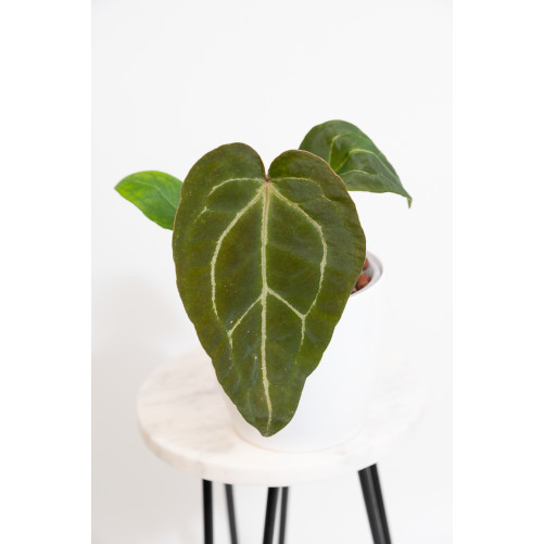 Anthurium crystal hybrid x...